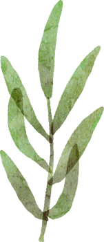 Watercolour leaf isolated image png