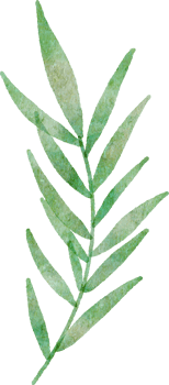 Watercolour leaf isolated image png