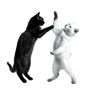 Siamese fighting alternating black and white over transparent background png