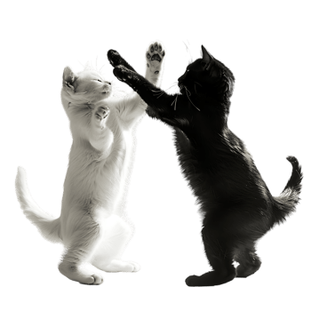 Siamese fighting alternating black and white over transparent background png