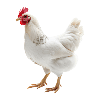Young white hen chicken isolated on transparent background png