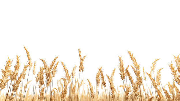Bushes of dry brown wheat field golden autumn harvest of oats isolated on transparent background png