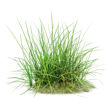 Tussock of grass on a transparent background png