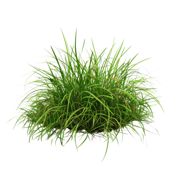 Tussock of grass on a transparent background png