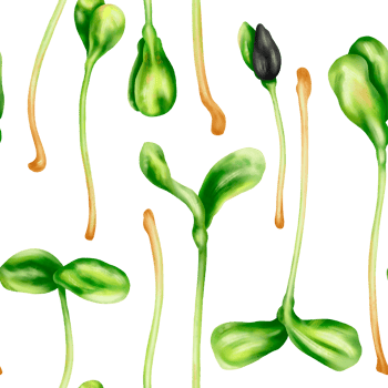 Seamless pattern with steam of micro-green sunflower. Young seed seedlings, farming vegetable, horticulture and agronomy. Legumes for gardening, ingredients for cooking. Digital isolated illustration png