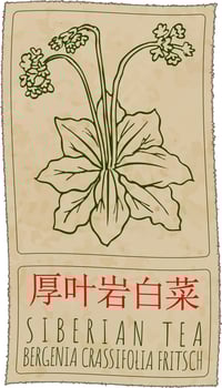 Drawing SIBERIAN TEA in Chinese. Hand drawn illustration. The Latin name is BERGENIA CRASSIFOLIA FRITSCH. vector