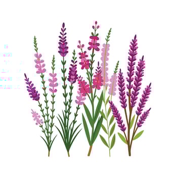 Beautiful Flower Minimalist Floral Illustration vector