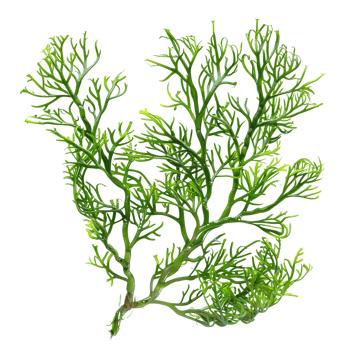 A close-up shot of Codium Sea Weed with intricate green branches isolated on a transparent background png