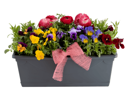 flowers in pots cut out isolated transparent background png
