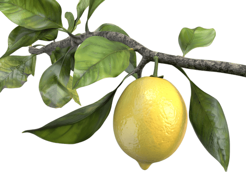 Yellow lemon hanging on a branch, representing fresh citrus fruit. Isolated on a transparent background png