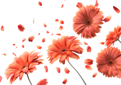 Orange flowers with petals scattered, creating a vibrant floral scene. Isolated on a transparent background png