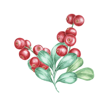 Lingonberry branch. Watercolor illustration of cranberry, cowberry . Nordic forest red berry clipart for autumn harvest-themed prints, stationery, gift wrapping, journals, and Thanksgiving cards png