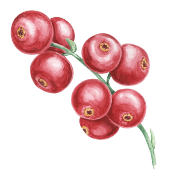 Cranberry, cowberry, lingonberry branch in watercolor. Red forest Nordic berry clipart. Autumn harvest, medicinal plant botanical illustration for labels, menu, tea, food supplements, Thanksgiving png