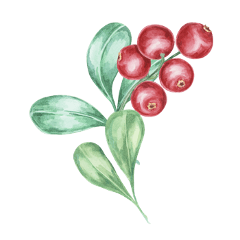 Cranberry, cowberry, lingonberry branch in watercolor. Red forest Nordic berry clipart. Autumn harvest, medicinal plant botanical illustration for labels, menu, tea, food supplements, Thanksgiving png