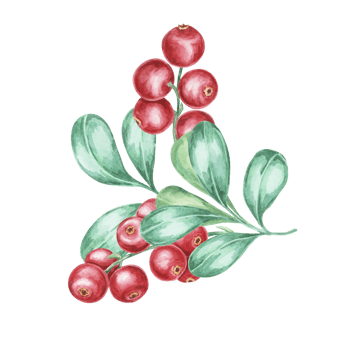 Cranberry, cowberry, lingonberry branch in watercolor. Red forest Nordic berry clipart. Autumn harvest, medicinal plant botanical illustration for labels, menu, tea, food supplements, Thanksgiving png