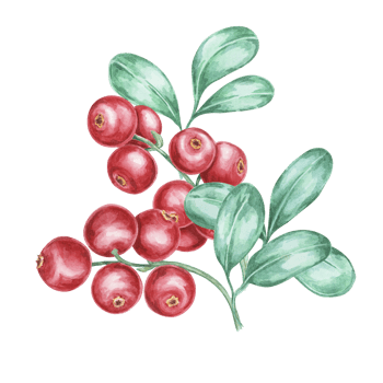 Cowberry watercolor illustration of cranberry, or lingonberry branch. Nordic forest red berry clipart for autumn harvest, medicinal plant labels, menus, teas, supplements, and Thanksgiving decoration. png