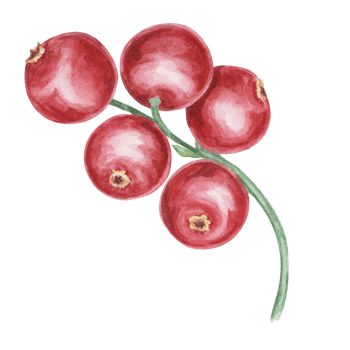 Cranberry, cowberry, lingonberry branch in watercolor. Red Nordic berry clipart. Autumn harvest, medicinal plant for labels, menu, tea, Thanksgiving png