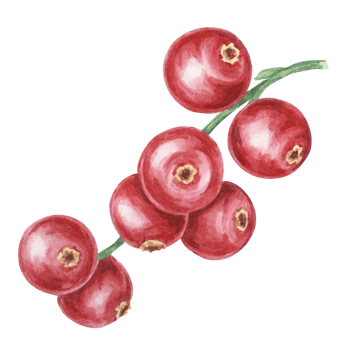 Cranberry, cowberry, lingonberry branch in watercolor. Red Nordic berry clipart. Autumn harvest, medicinal plant for labels, menu, tea, Thanksgiving png