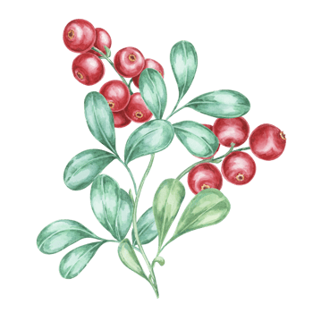 Cranberry, cowberry or lingonberry branch watercolor illustration. Nordic forest red berry clipart for autumn harvest, medicinal plant labels, menus, teas, supplements, and Thanksgiving decorations png