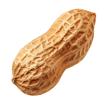 High-Resolution Photo of a Peanut on Isolated Background png