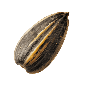 Close-Up of a sunflower seed on isolated background png