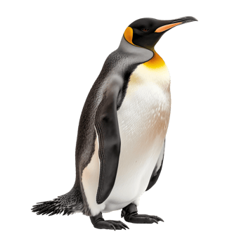 Gentoo Penguin Isolated background png