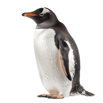 penguin on isolated background png