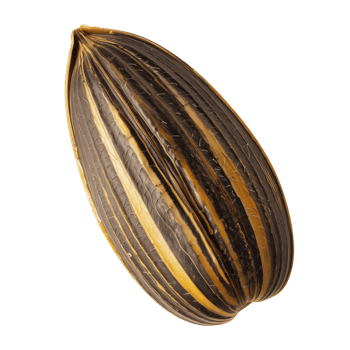 detailed sunflower seed on isolated background png
