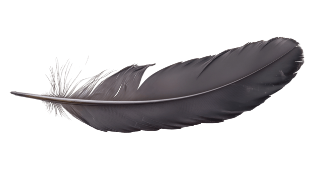 Elegant Feather Isolated background png