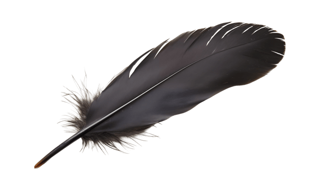 Black Feather on Isolated background png