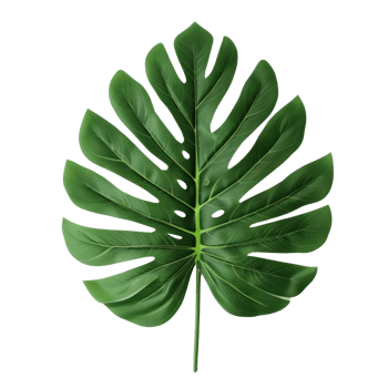 a green monstera leaf on a transparent background png