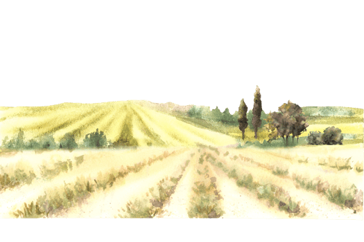 Watercolor landscape agricultural fields, meadows, valley, vineyards, bushes, trees, hills. Rural scene Nature of Italy or France Card, poster template Hand draw illustration isolated from background png