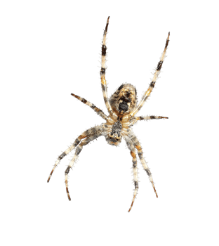 A close up af a garden spider in its web cut out on a transparent background png