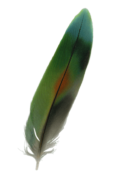 A tail feather of a lovebird cut out on a transparent background png