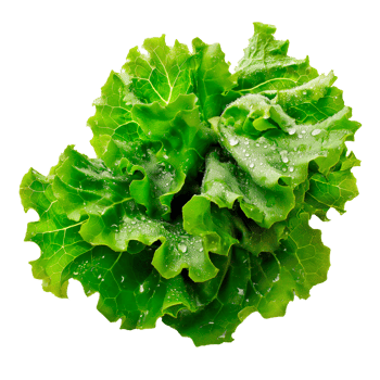 Fresh ripe green lettuce salad leaves isolated on transparent background. png