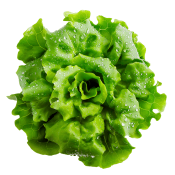 Fresh ripe green lettuce salad leaves isolated on transparent background. png