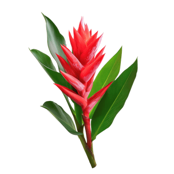 red flower on transparent background png