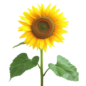 sunflower on transparent background png