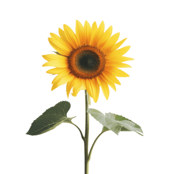 sunflower on transparent background png