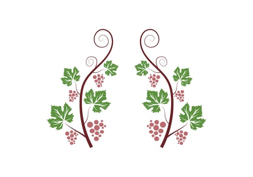Grapevine Decoration Illustration vector