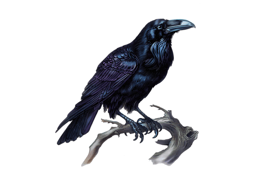 Vintage retro black and white painted illustration of a crow png