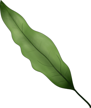 Fern Leaf Painting Illustration png