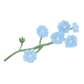 Vintage Forget me not Flower Illustration Painting png