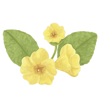 Vintage Primrose Flower Illustration Painting png