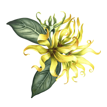Kananga is fragrant. Ylang-ylang flowers. A bouquet of exotic fragrant yellow flowers with leaves. A hand-drawn watercolor illustration. A design element on an isolated background. png