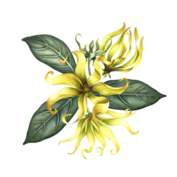 Kananga is fragrant. Ylang-ylang flowers. A bouquet of exotic fragrant yellow flowers with leaves. A hand-drawn watercolor illustration. A design element on an isolated background. png