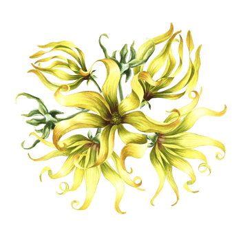 Kananga is fragrant. Ylang-ylang flowers. A bouquet of exotic fragrant yellow flowers. A hand-drawn watercolor illustration. A design element on an isolated background. png