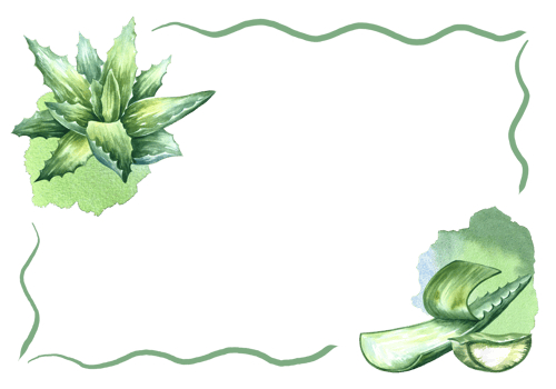 Aloe vera frame. Watercolor illustration. For labels and packaging of cosmetology, perfumery and medicine. png