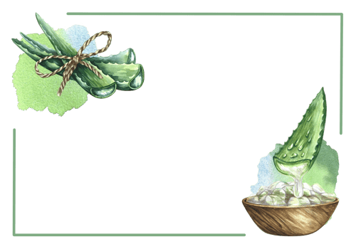 Aloe vera frame. Watercolor illustration. For labels and packaging of cosmetology, perfumery and medicine. png