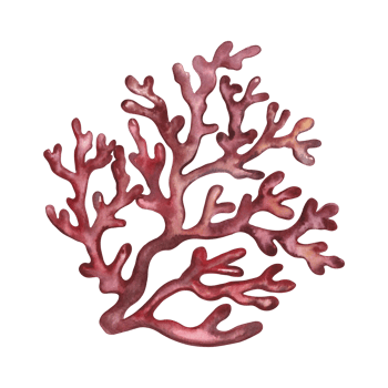 Beautiful red sea coral. illustration. Watercolor hand drawn. Aquarium, tropical, reef, isolate on white background. png